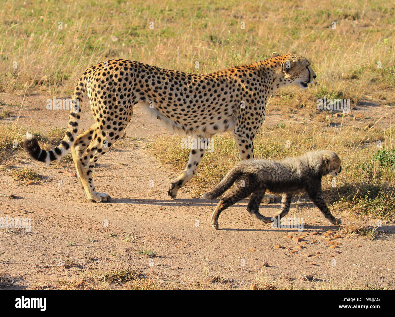 Cheetah Acinonyx jubatus Mother and adorable baby cub kitten with fur mantle walking together Masai Mara National Reserve Kenya East Africa side view Stock Photo