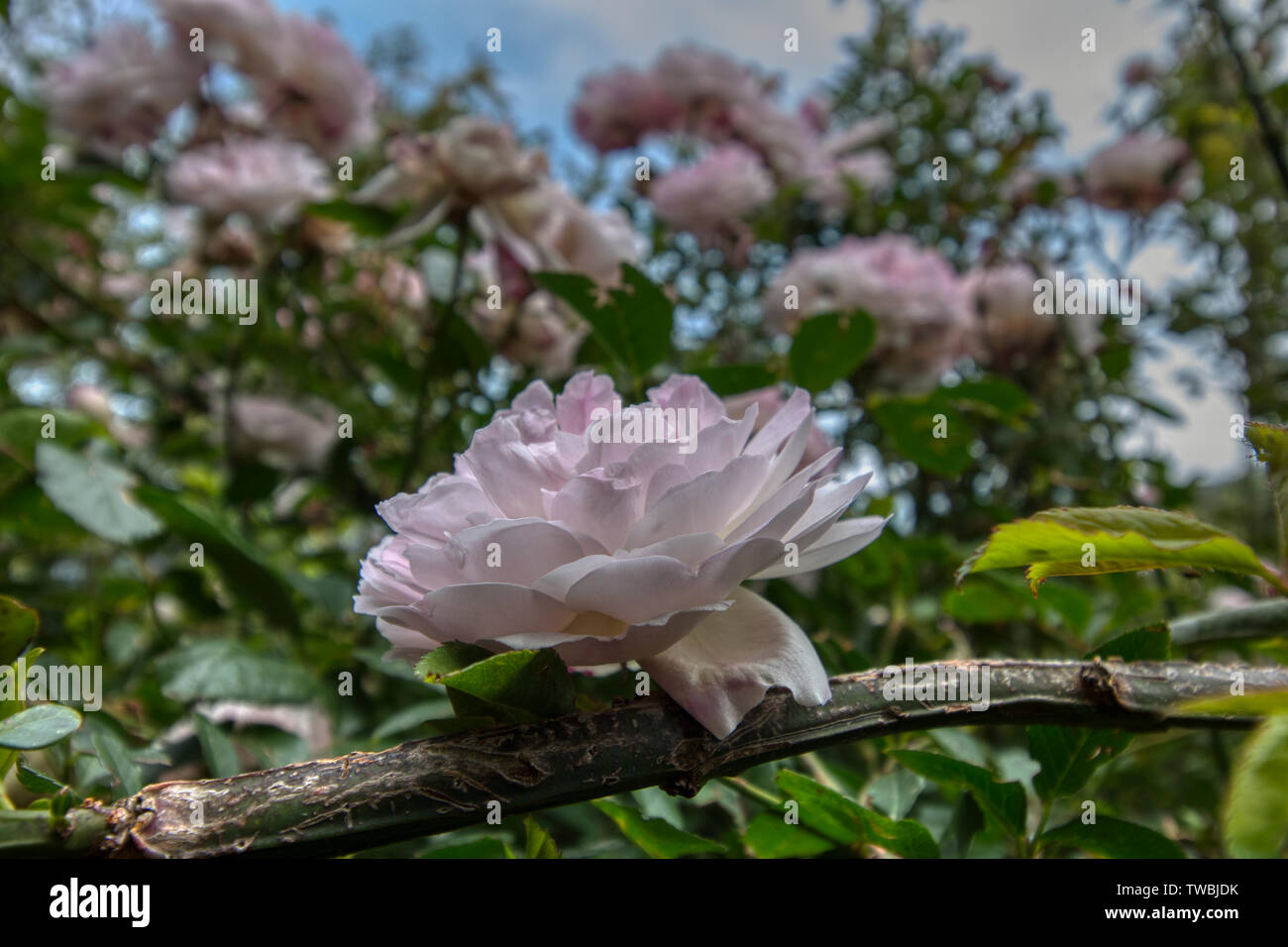 Beauty in nature. Wild roses Stock Photo