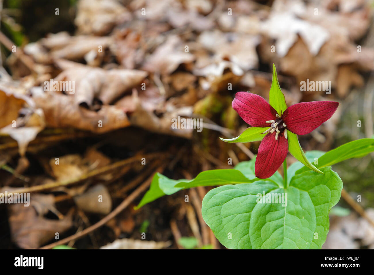 Red Trillium Trillium erectum at Rumney Rocks in Rumney, New