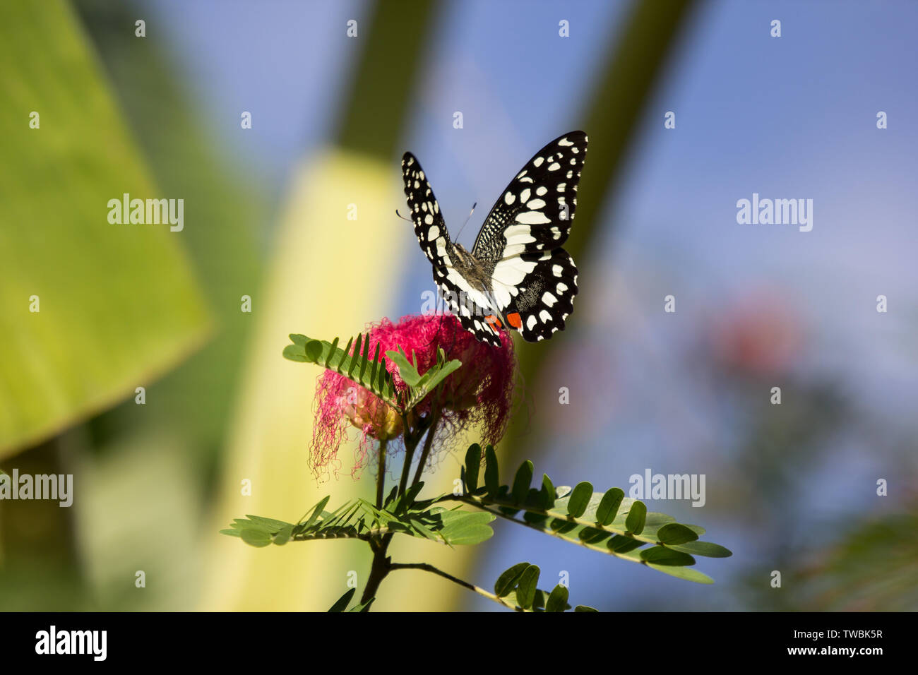 Close up butterfly  insect and flower Stock Photo