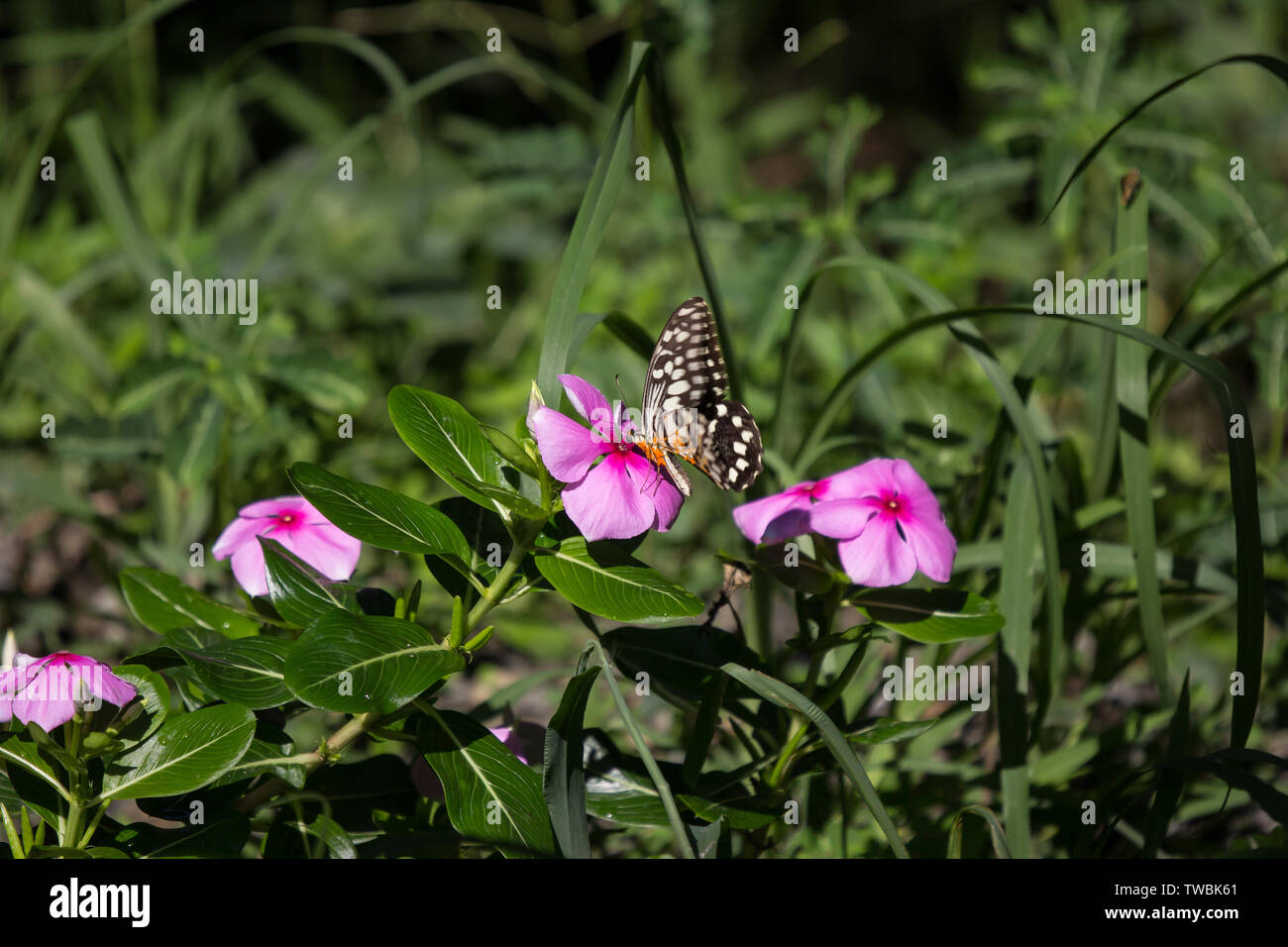 Close up butterfly  insect and flower Stock Photo