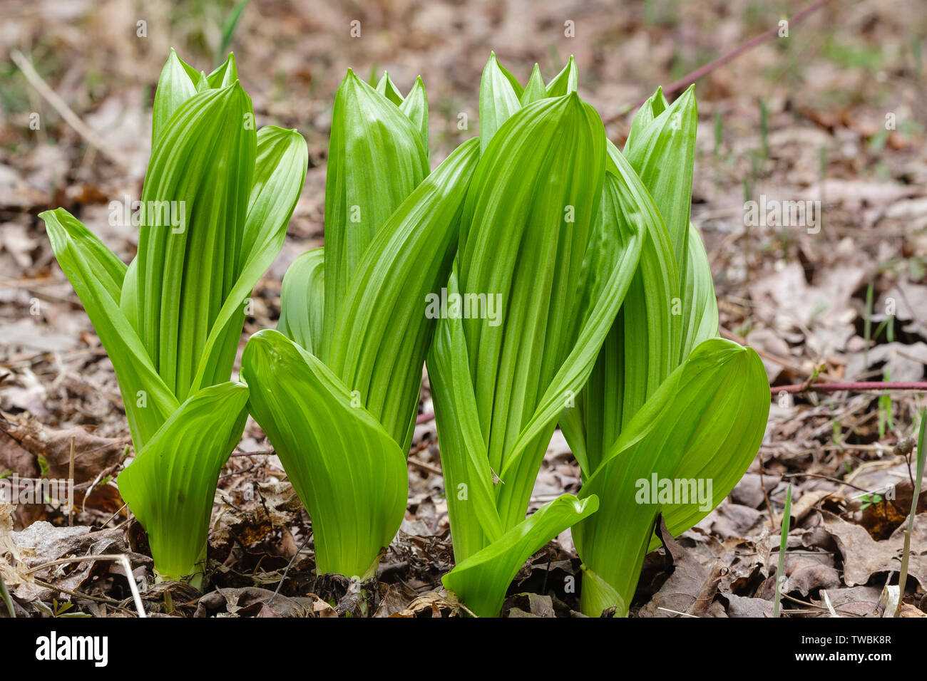 Indian Poke - Veratrum veride - in the New Hampshire White Mountains. Stock Photo