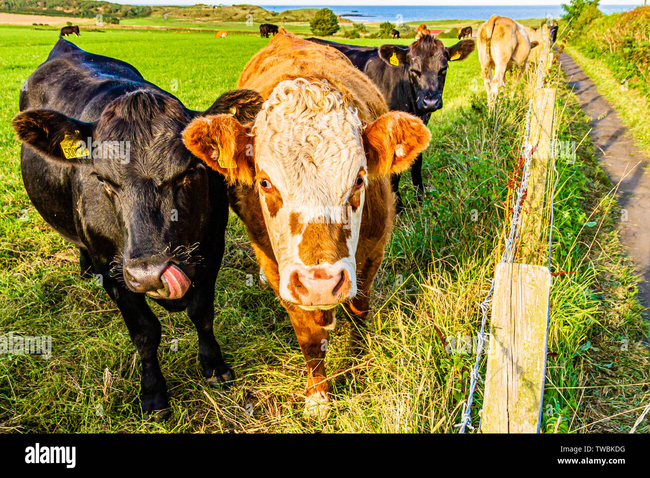 Cattle in a field beside a footpath in Northumberland, UK. September 2018. Stock Photo