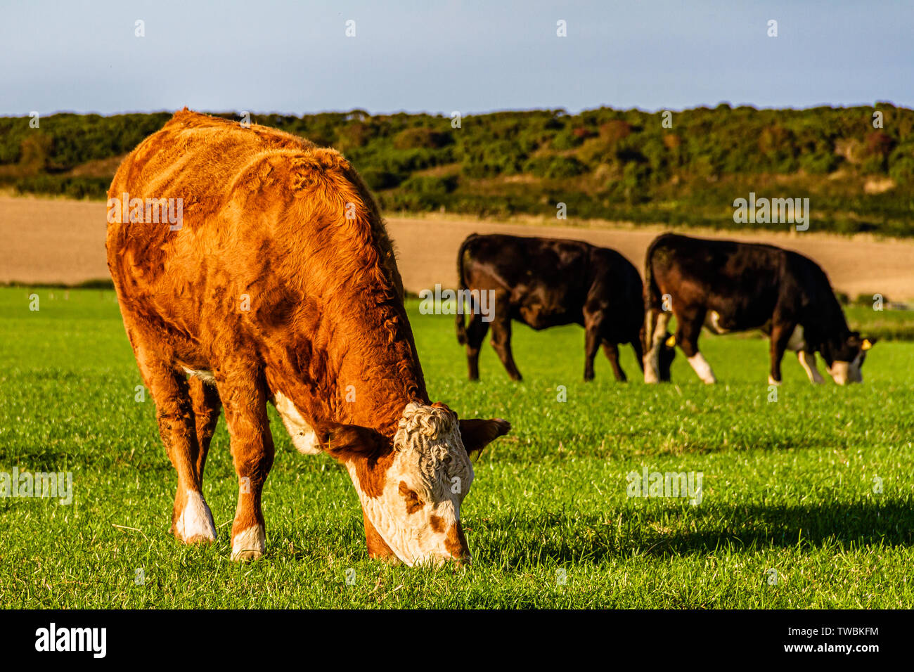 Cattle grazing in a field in Northumberland, UK. September 2018. Stock Photo