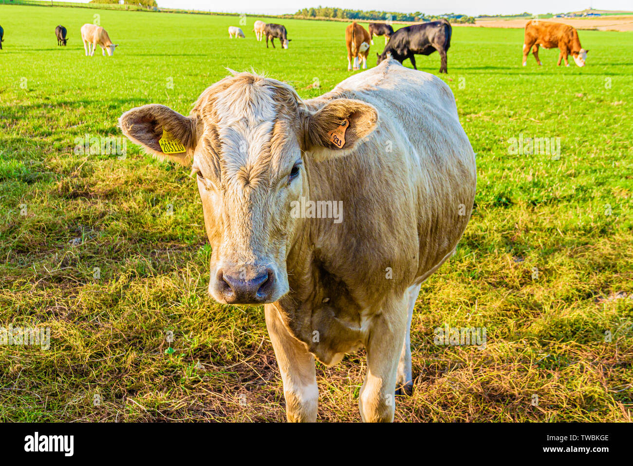A cow in a field in Northumberland, UK. September 2018. Stock Photo