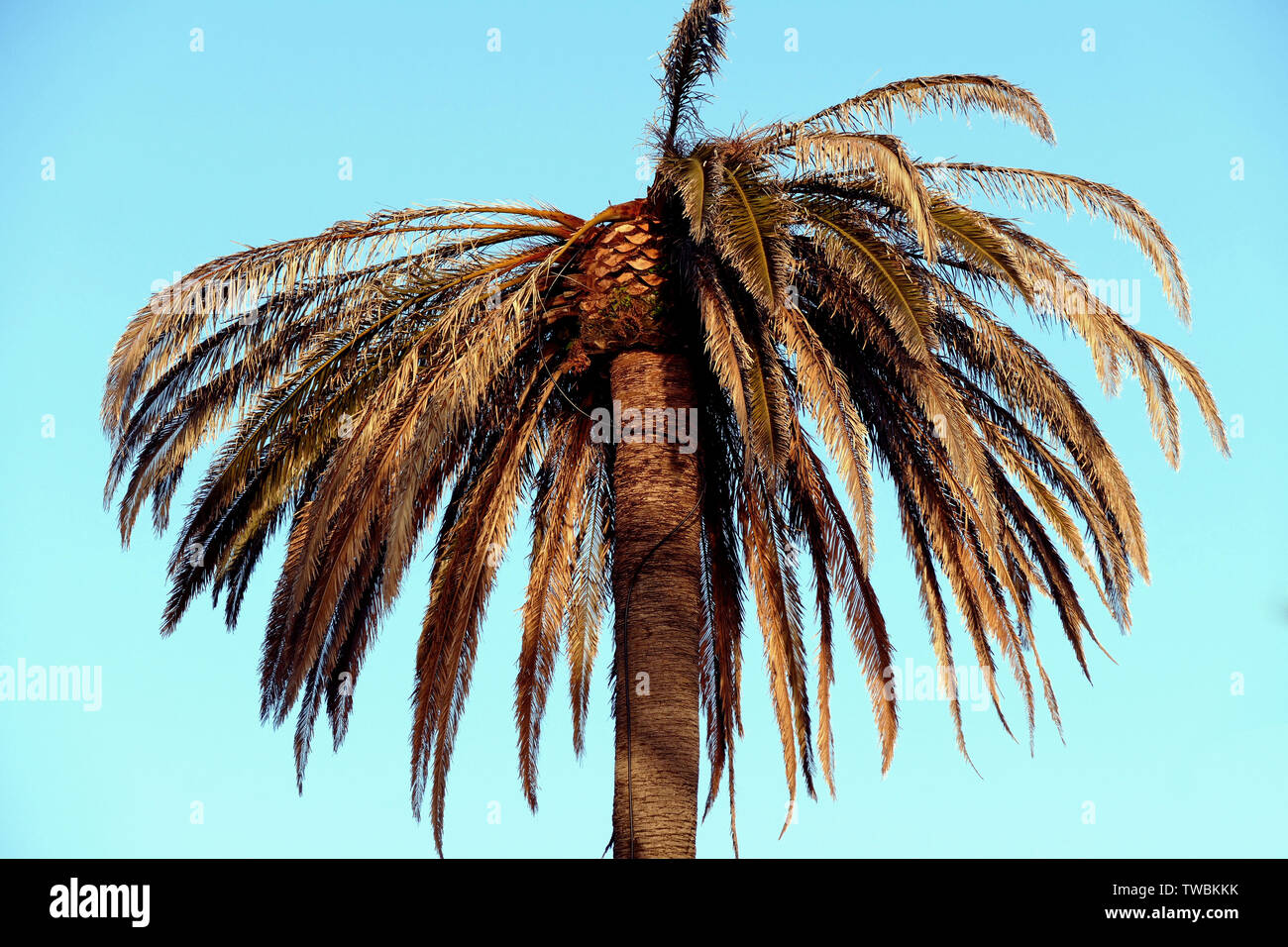 Pictures Of Palm Trees High Resolution Stock Photography and Images - Alamy