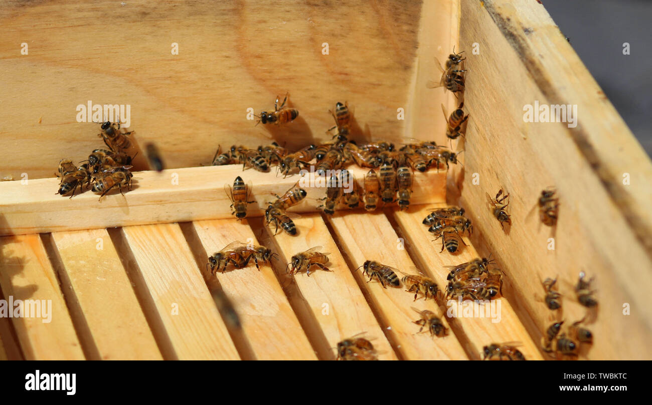 Honeybees in a top feeder Stock Photo Alamy