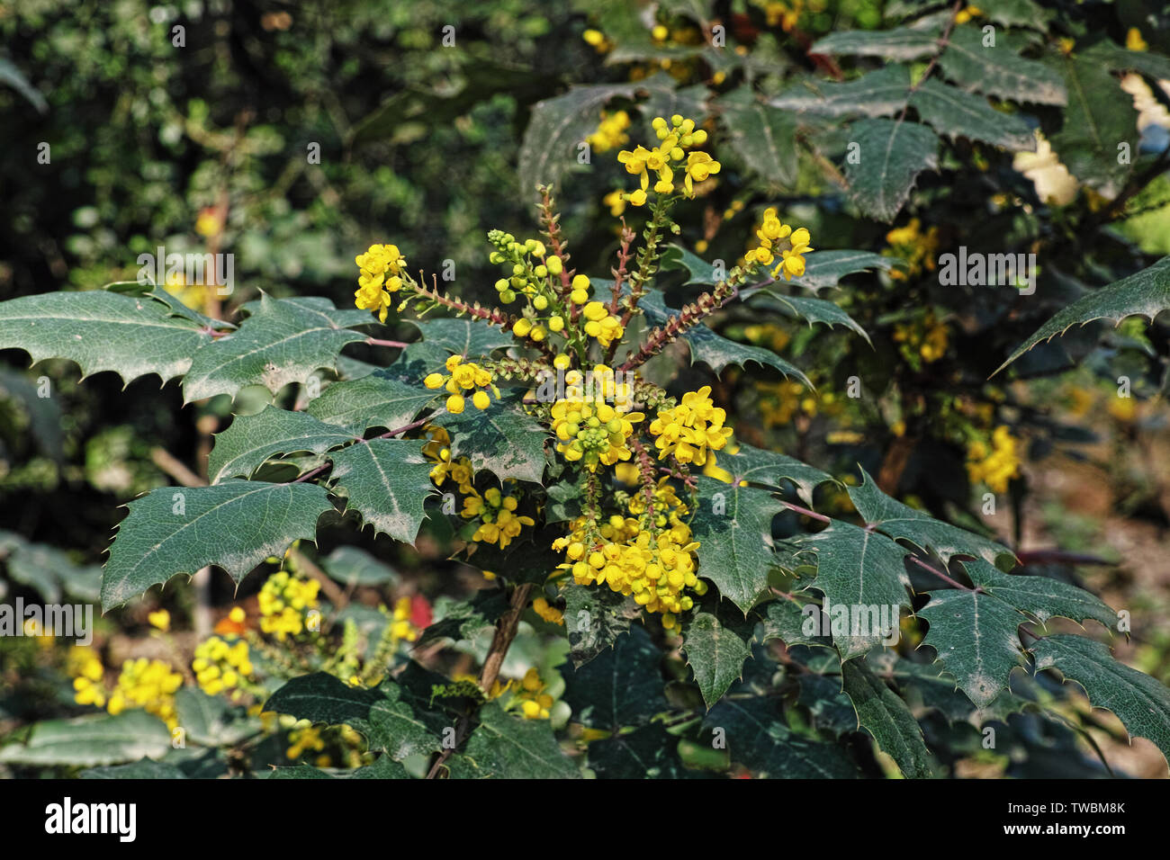 plant of oregon grape charity in blooming, mahonia x media charity Stock Photo