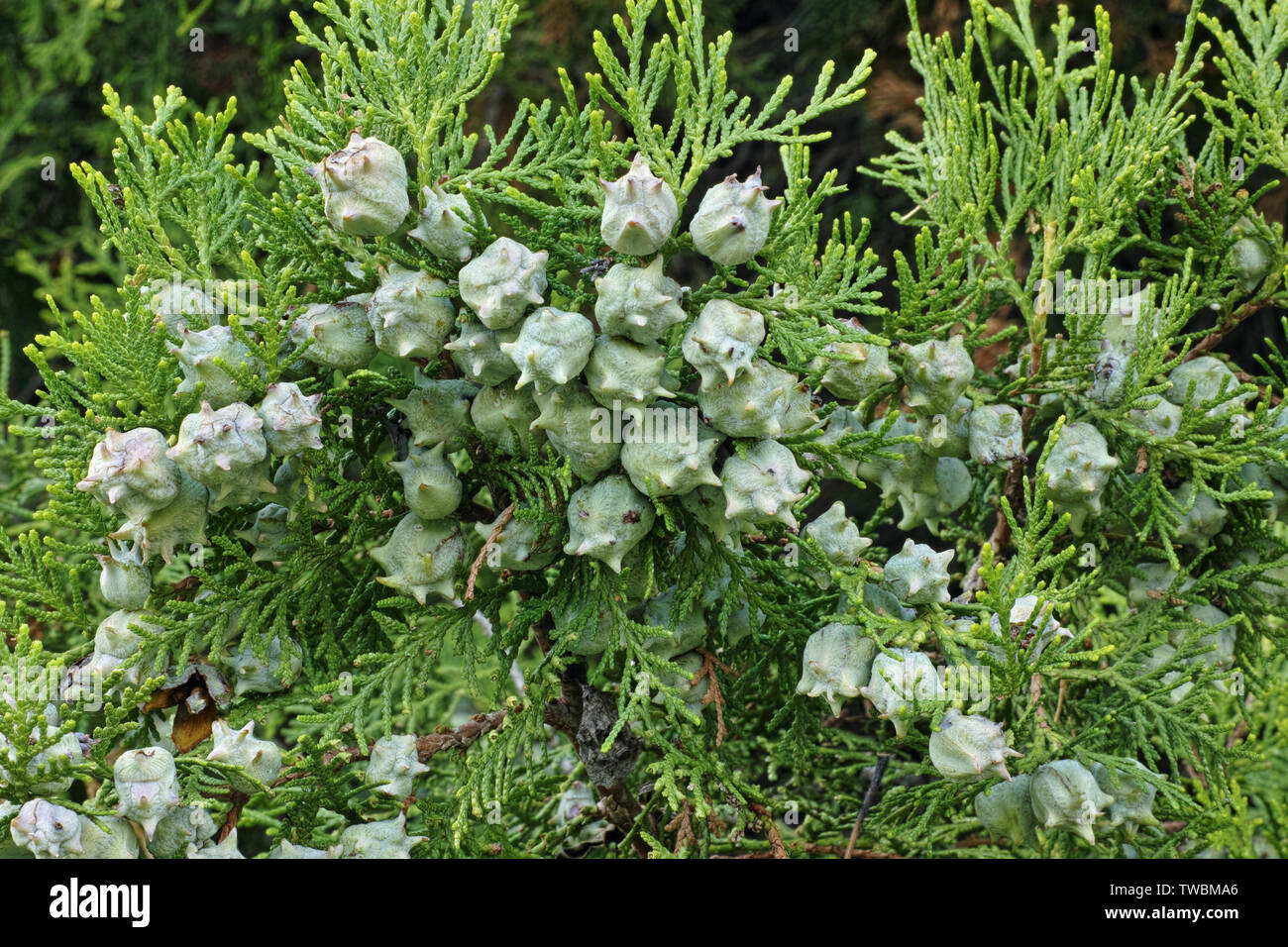 cones and leaves of oriental thuja Stock Photo