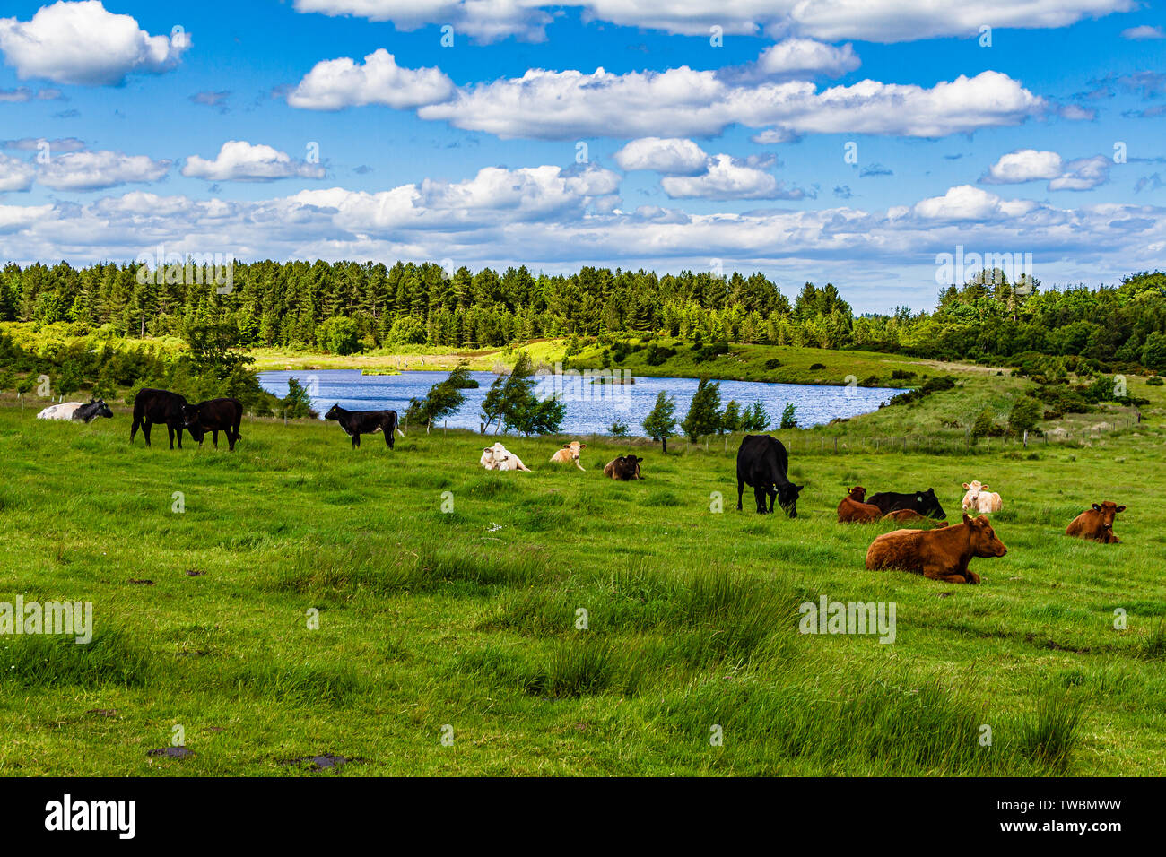 Cows in a grassy field with Holburn Lake nature reserve beyond. Holburn, Northumberland, UK. June 2019. Stock Photo