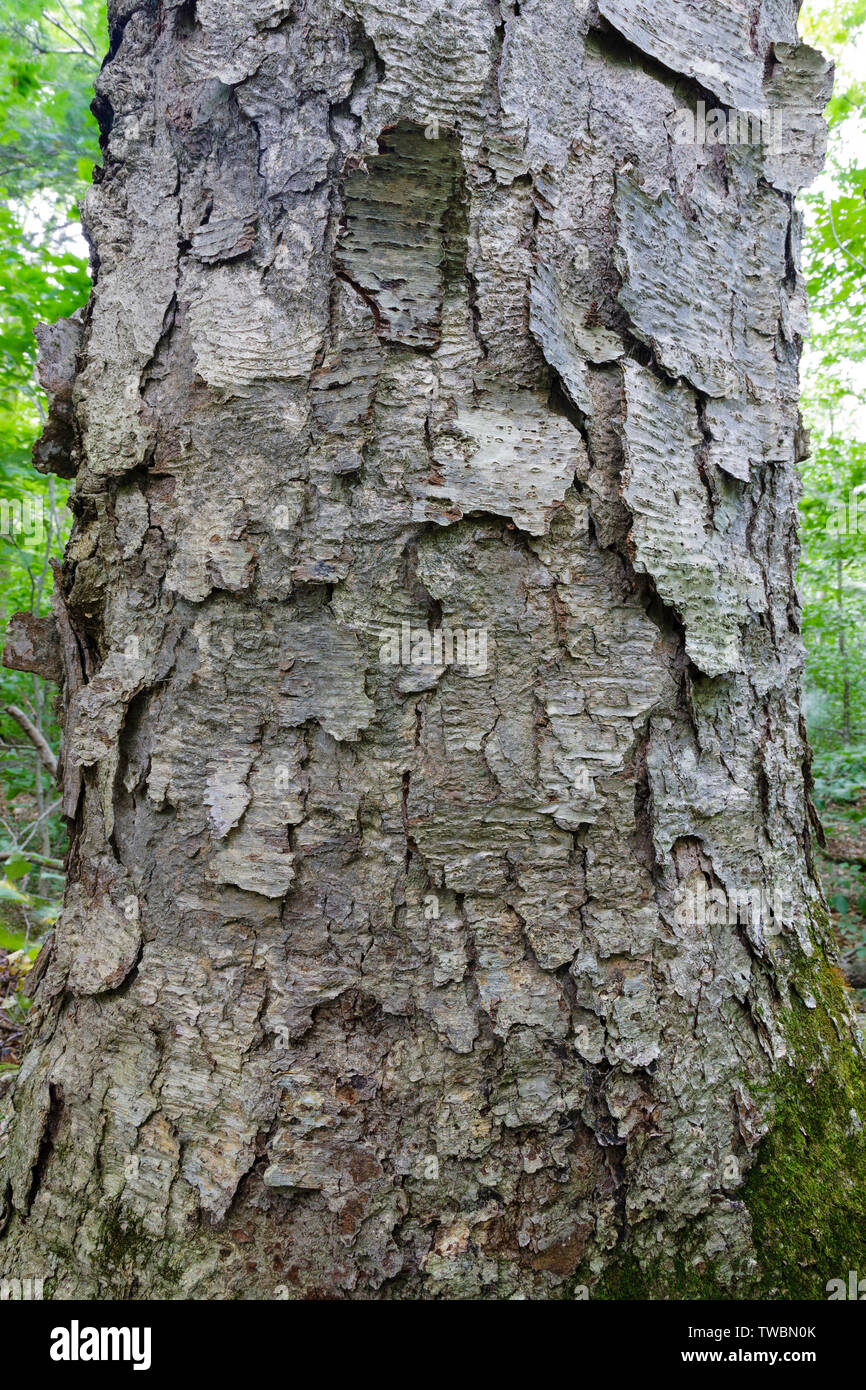 Yellow Birch (Betula alleghaniensis) in an oldgrowth, northern hardwood forest along the Dry