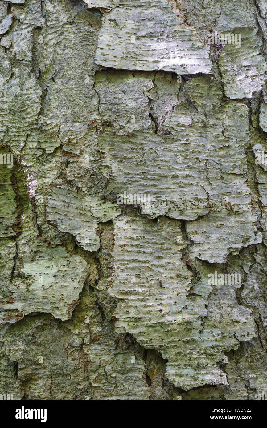 Yellow Birch (Betula alleghaniensis) in an oldgrowth, northern hardwood forest along the Dry