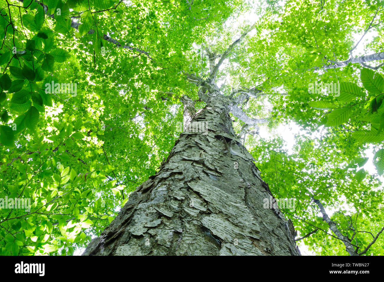 Yellow Birch (Betula alleghaniensis) in an oldgrowth, northern hardwood forest along the Dry