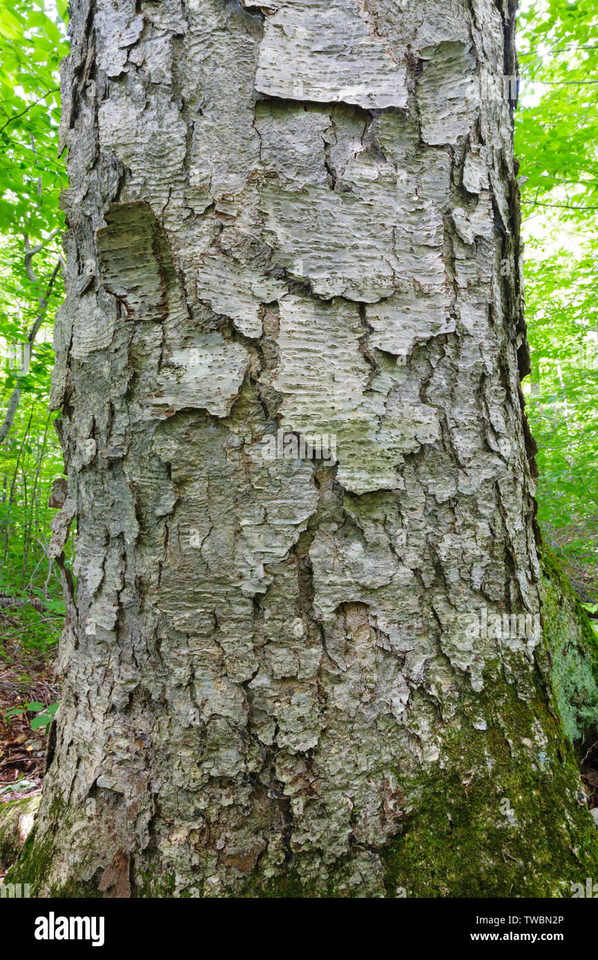Yellow Birch (Betula alleghaniensis) in an oldgrowth, northern hardwood forest along the Dry