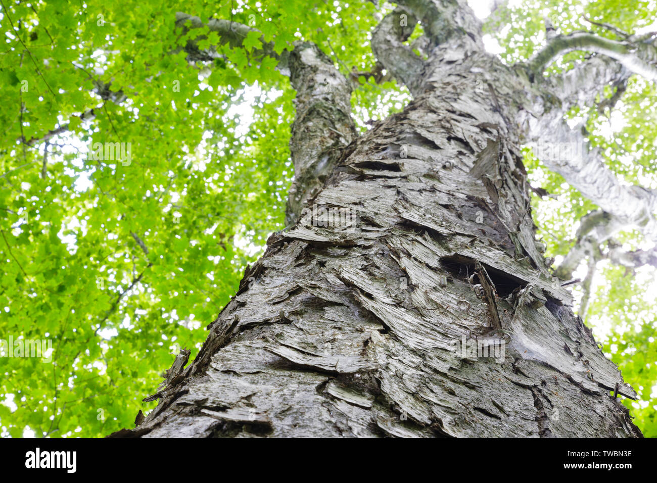 Yellow Birch (Betula alleghaniensis) in an oldgrowth, northern hardwood forest along the Dry
