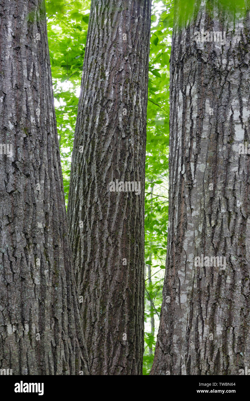 Northern red oak (Quercus rubra L.) trees in a northern hardwood forest along the Dry River Trail during the summer months in Crawford Notch State Par Stock Photo