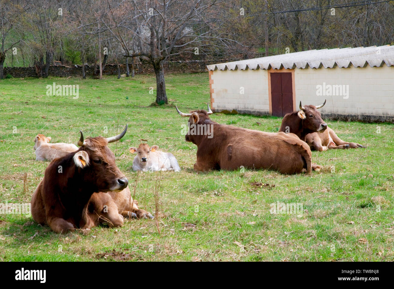 Cows resting in a meadow. Pradena del Rincon, Madrid province, Spain. Stock Photo