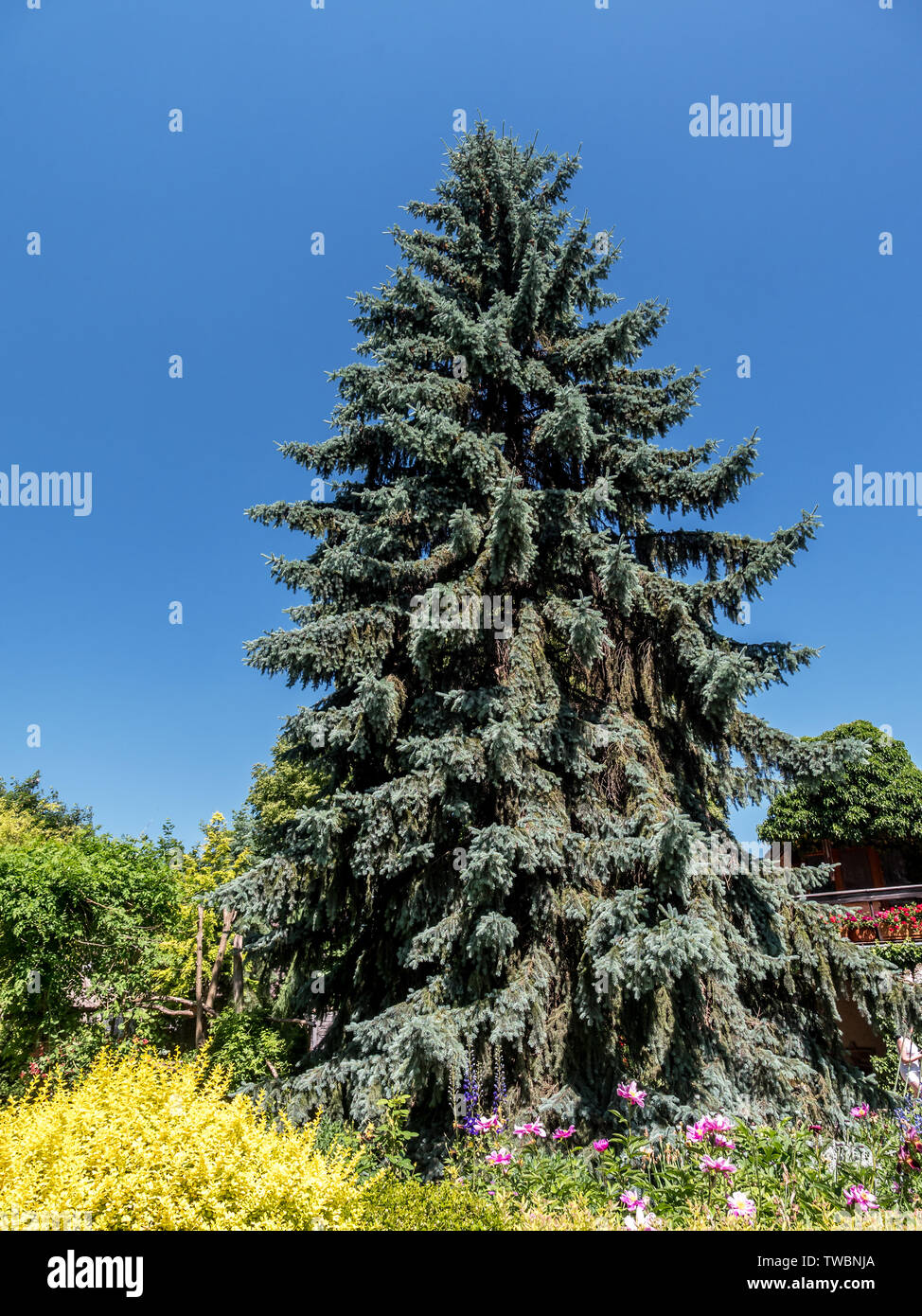 Old blue spruce tree growing in the garden Stock Photo Alamy