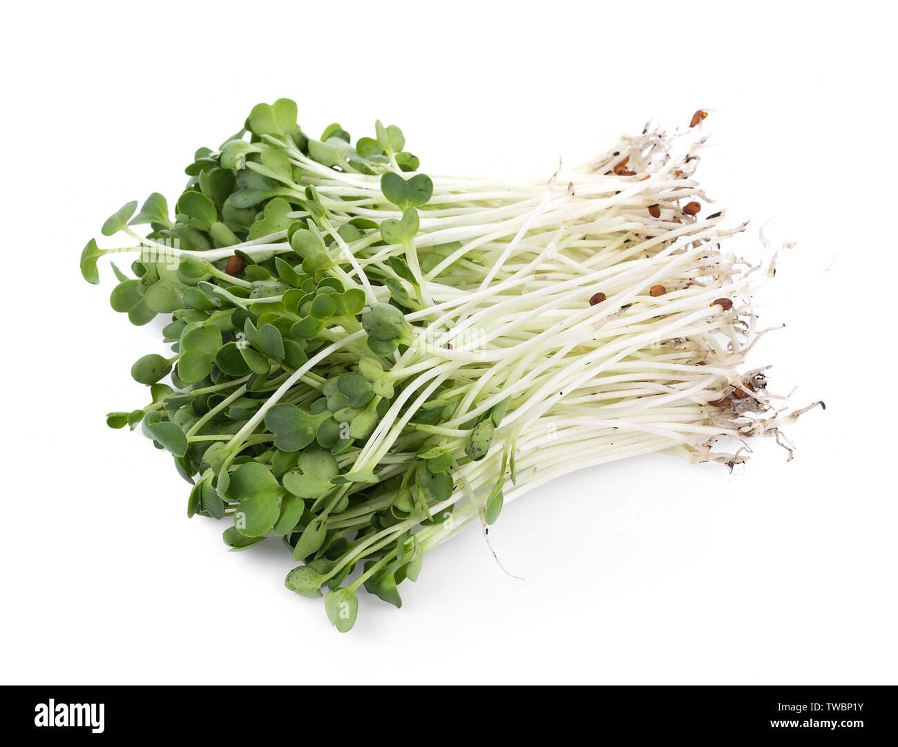 kaiware sprout, japanese vegetable or watercress on white background