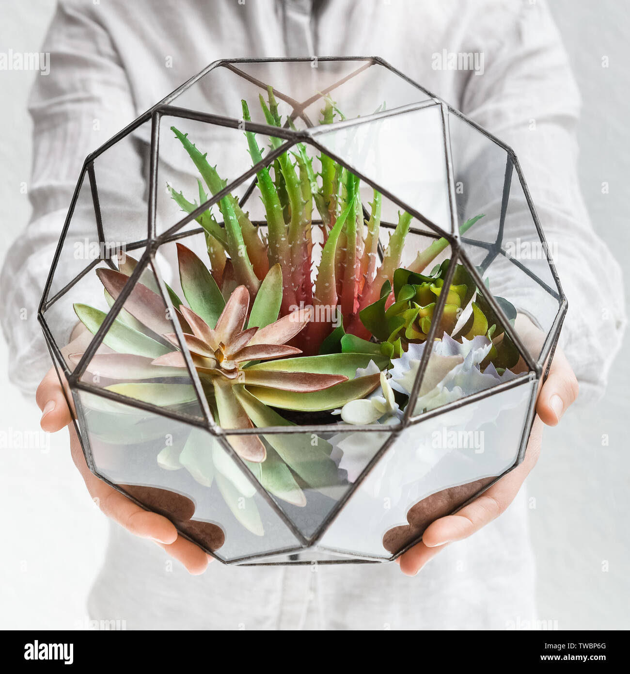 Woman holding glass florarium vase with mini succulent garden, close up. Make your home green concept Stock Photo