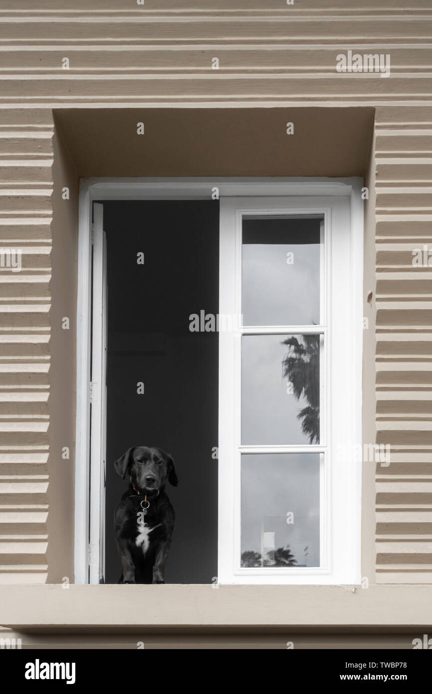 Dog looking out from city apartment window. Stock Photo