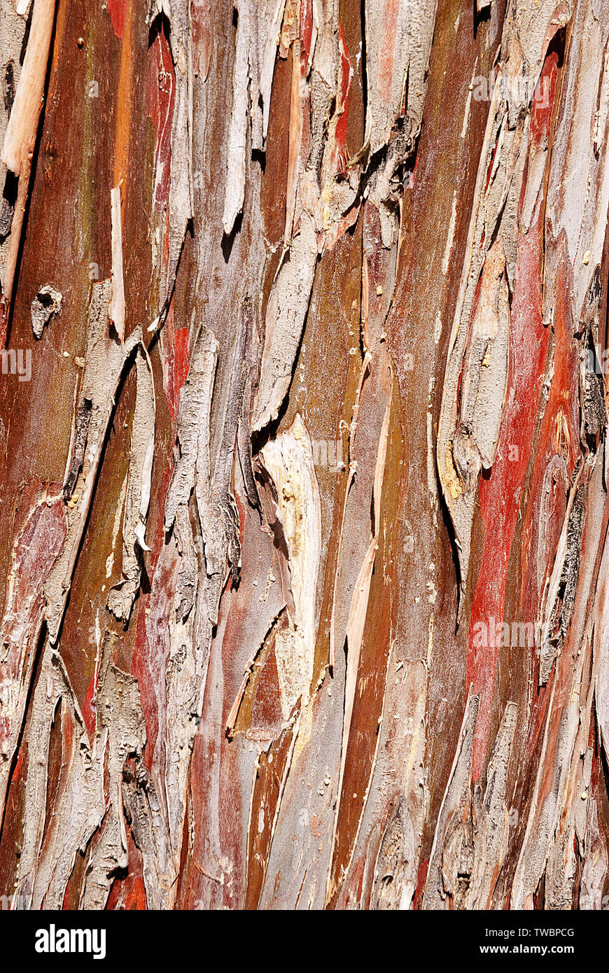Tree trunk texture. Stock Photo