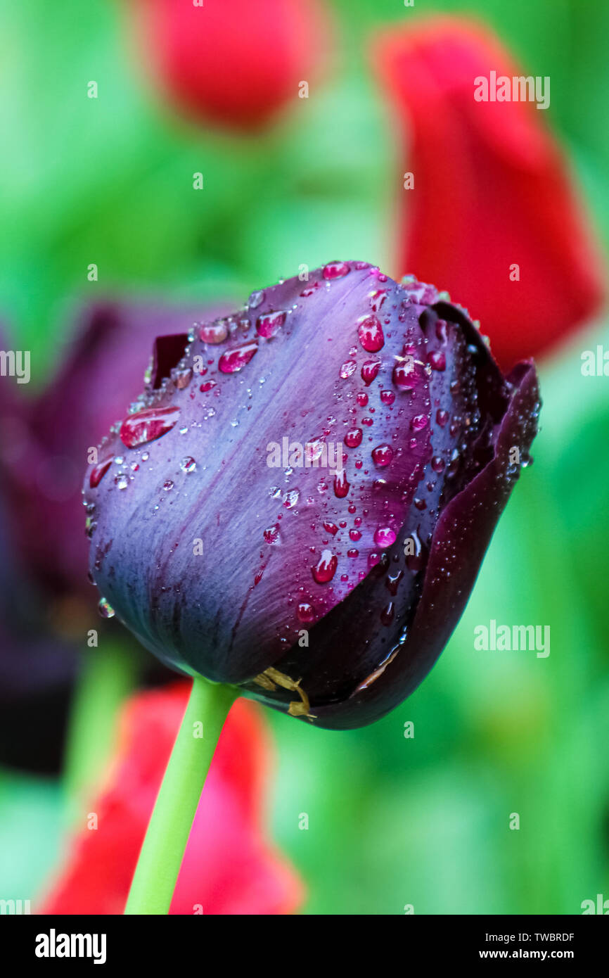 Black tulips hires stock photography and images Alamy
