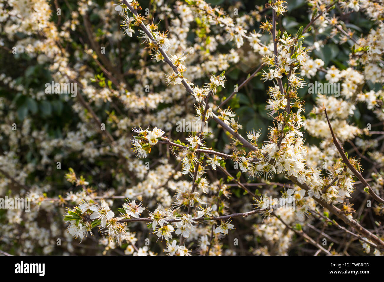 Hawthorn tree in blossom Stock Photo - Alamy