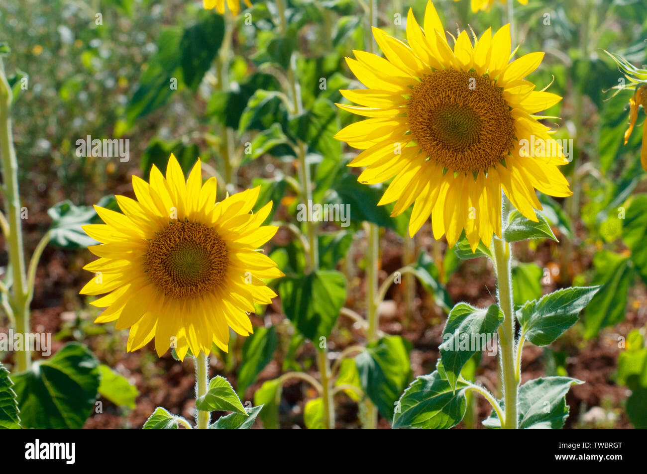 Two sunflowers. Stock Photo