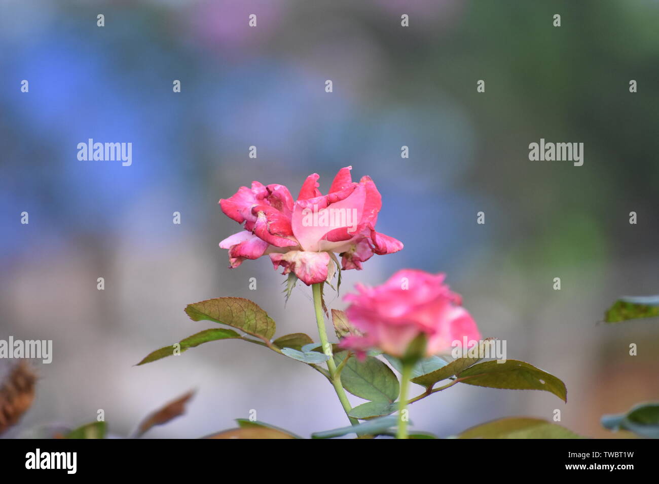 Red rose flower blooms in garden with bokeh background Stock Photo