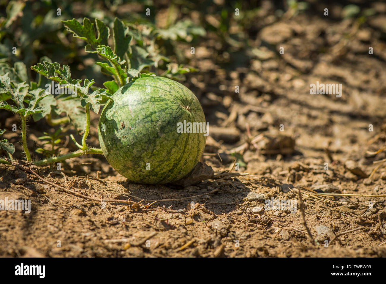 Watermelon, Citrullus lanatus, growing in a vegetable garden.. Stock Photo