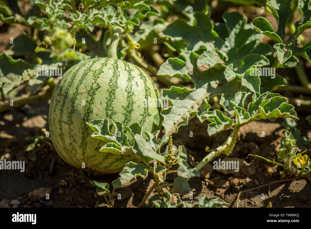Watermelon, Citrullus lanatus, growing in a vegetable garden.. Stock Photo