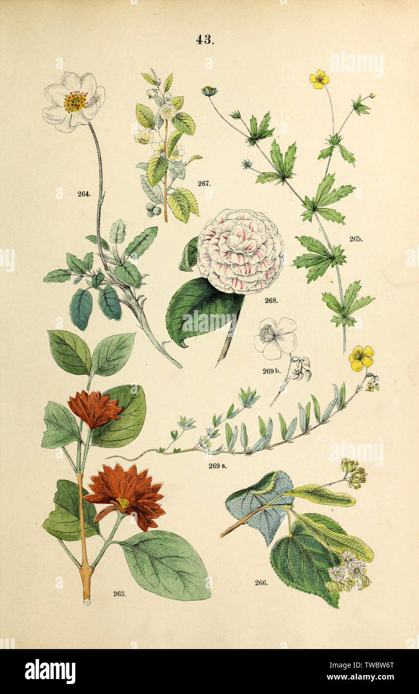 Beautiful vintage hand drawn illustrations of plants and flowers from old  book. Can be used as poster or decorative element for interior design Stock  Photo - Alamy