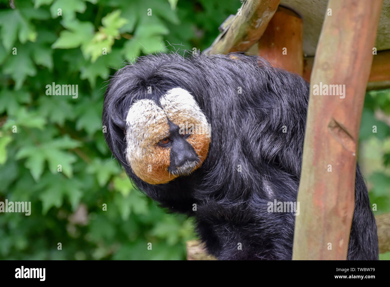 Saki affe hi-res stock photography and images - Alamy