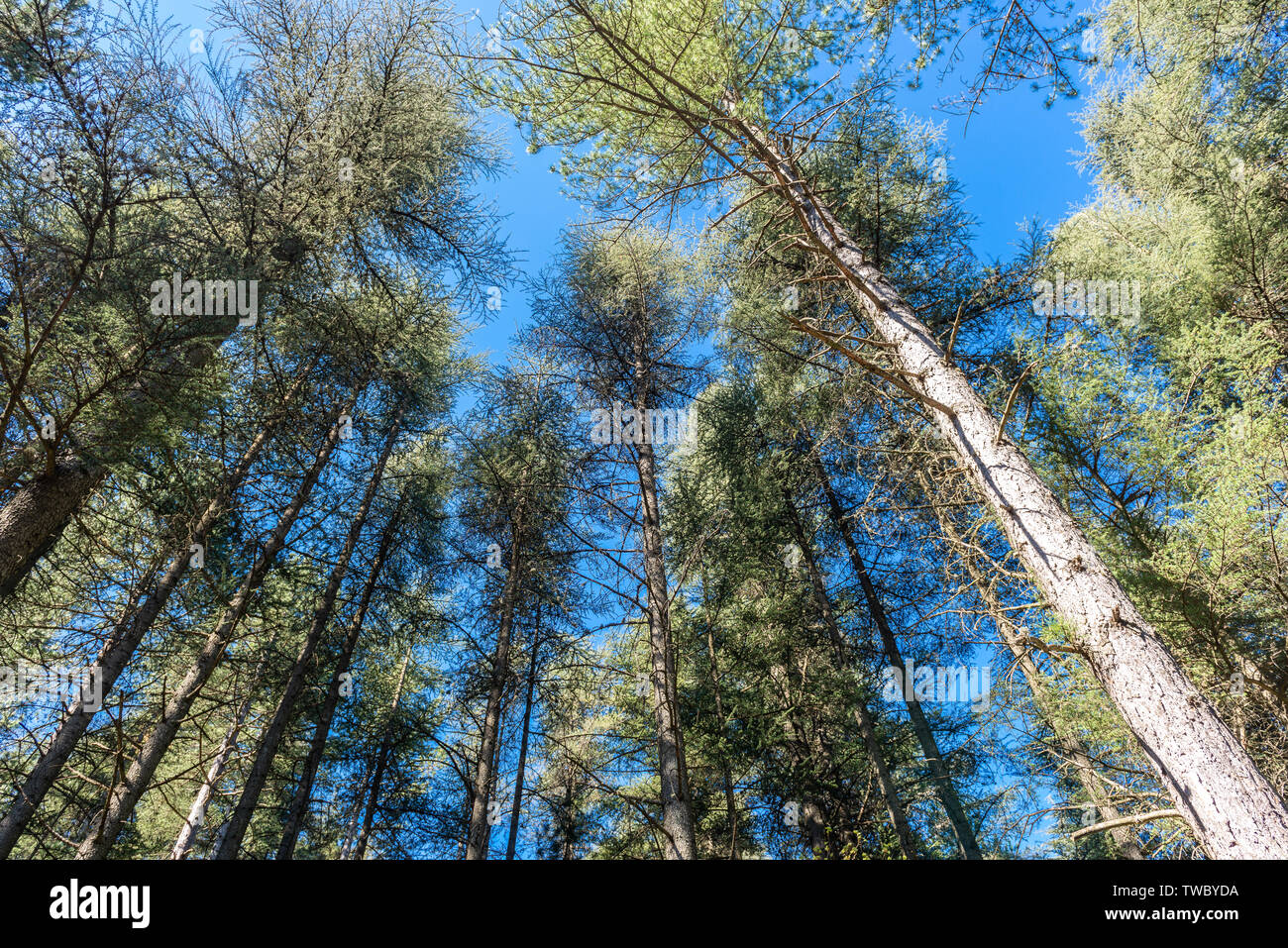 Roadside trees and clear blue skies Stock Photo