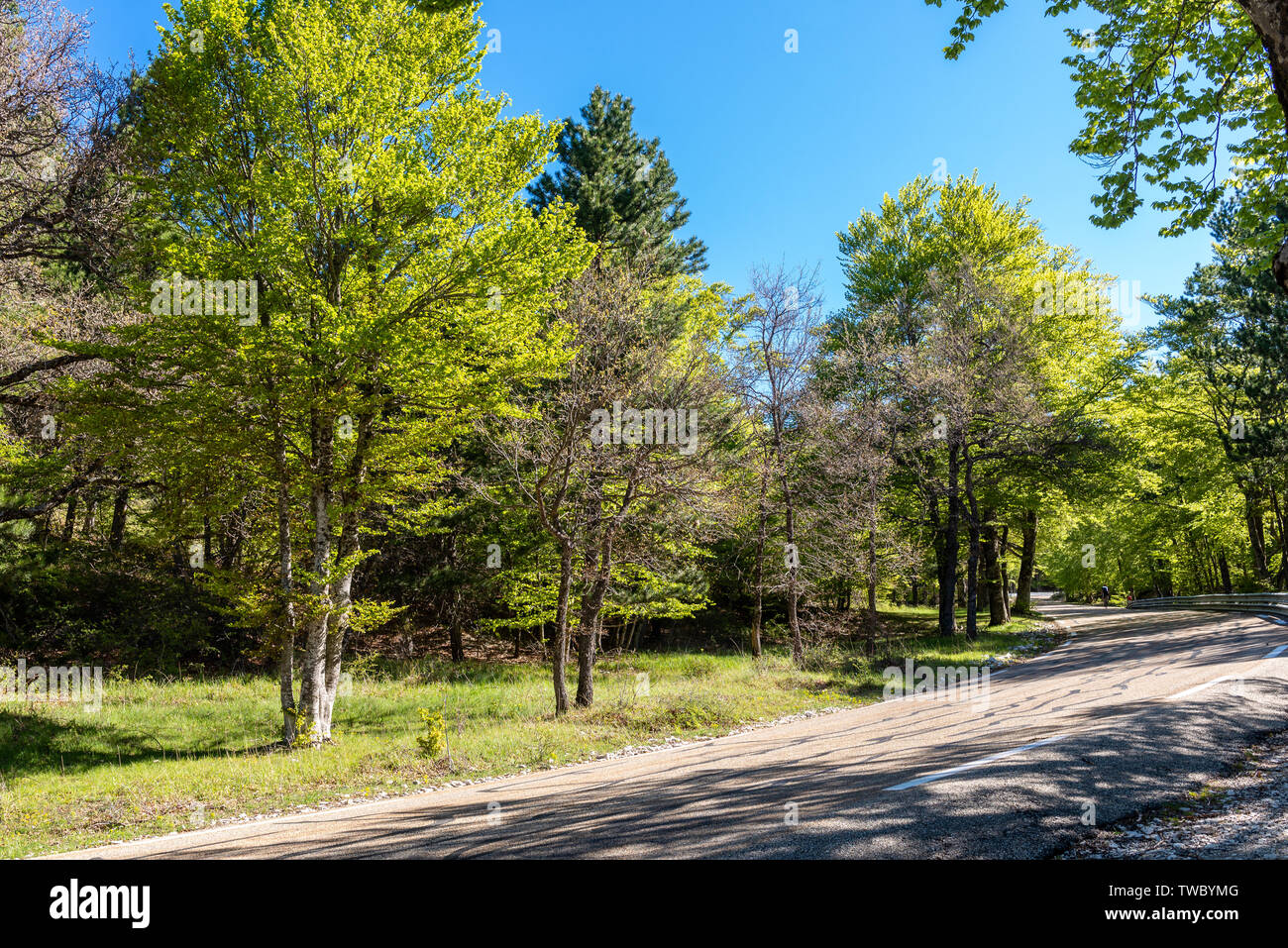 Roadside trees and clear blue skies Stock Photo