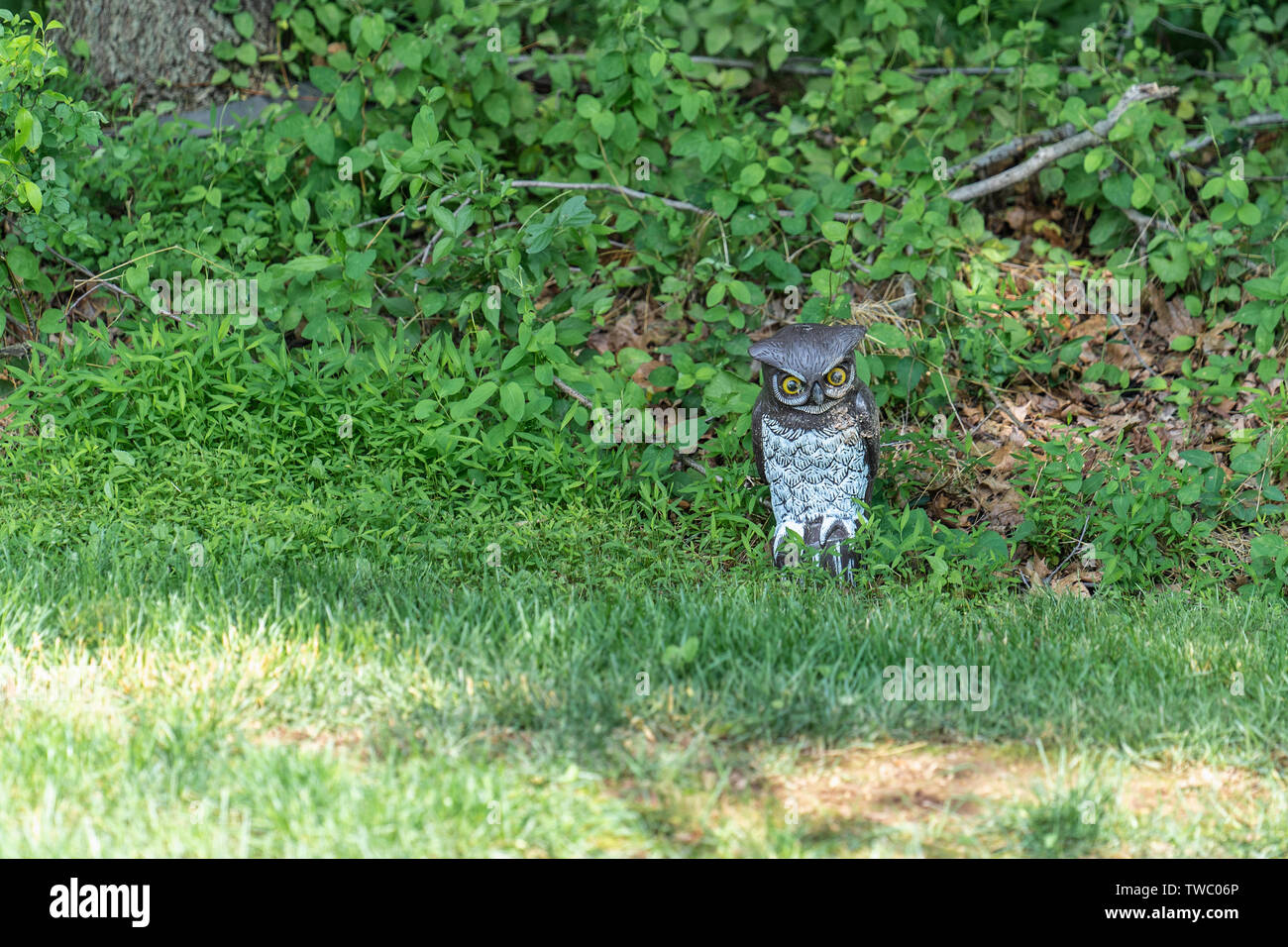 fake plastic owl decoy keeping watch at the edge of the woods meant to scare birds away Stock Photo