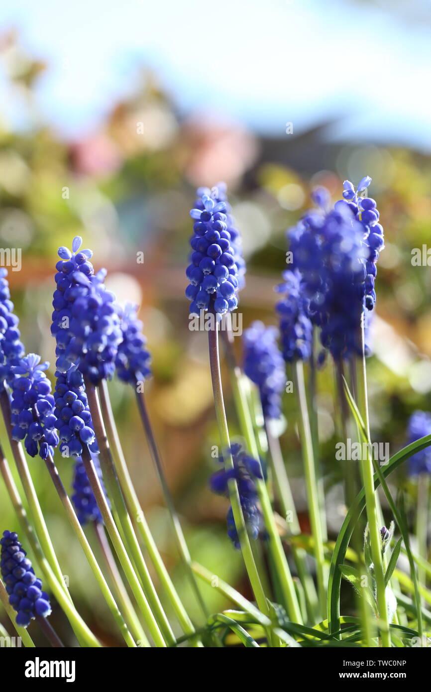 Blue Grape Hyacinth flower heads on stems Stock Photo