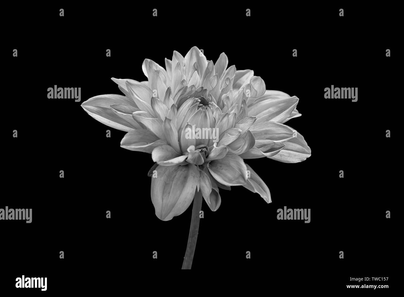 Only blur background Black and White Stock Photos & Images - Alamy