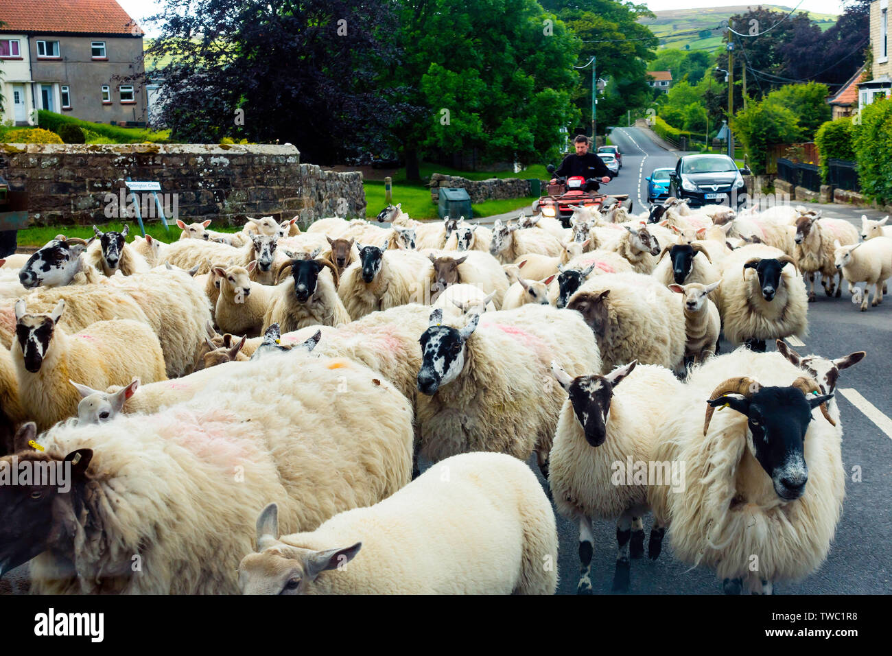 A shepherd riding a quad bike driving a flock of sheep in Danby village in the North Yorkshire Moors Stock Photo