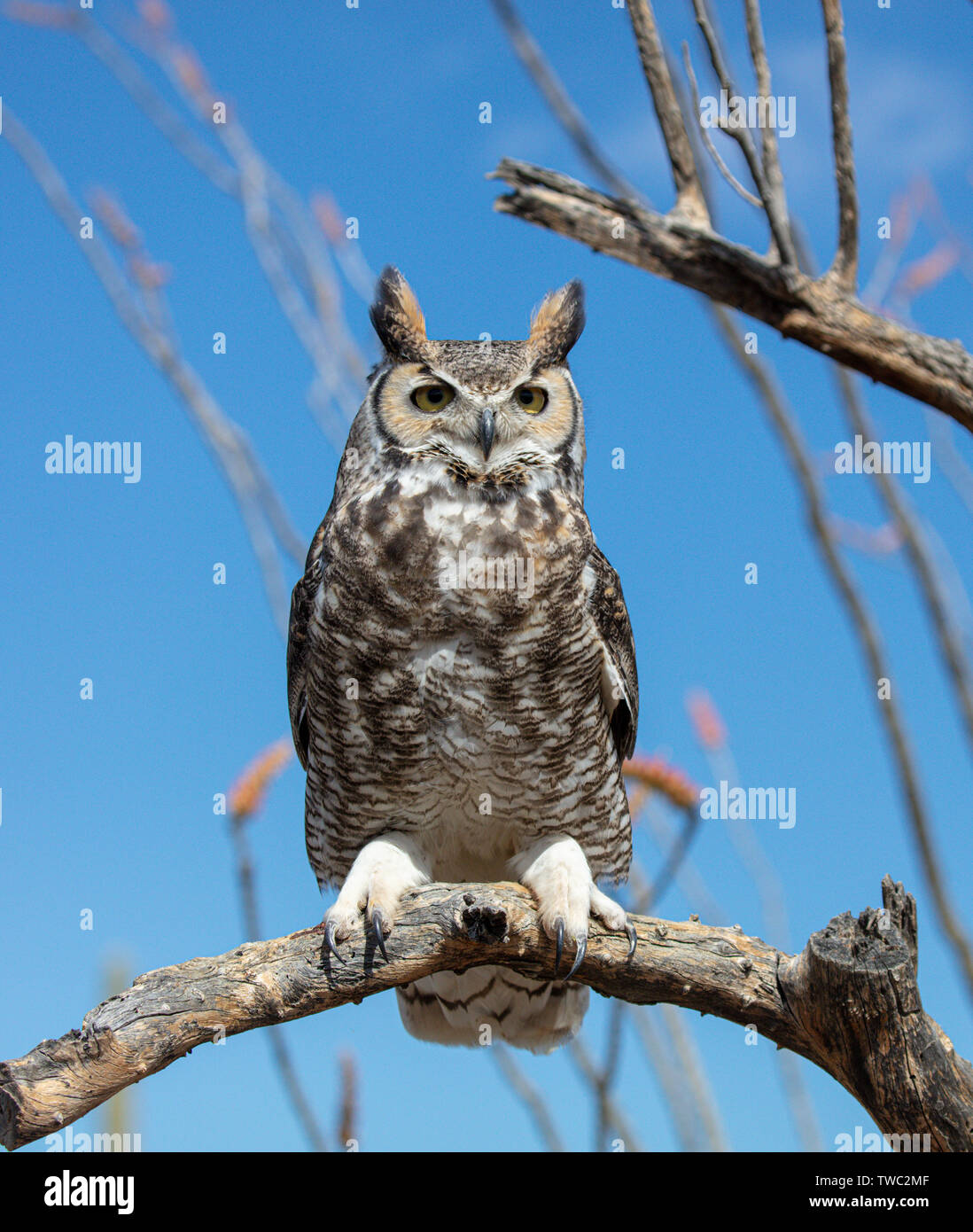 Owl on tree branch hi-res stock photography and images - Alamy