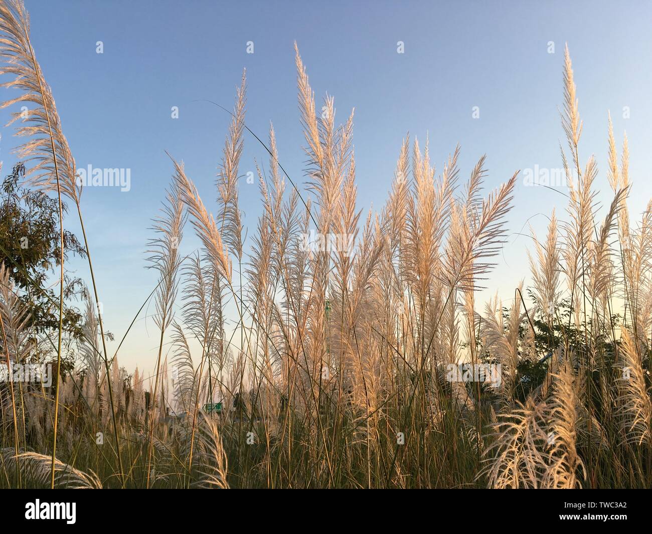 Wild grass on South Indian highway side Stock Photo