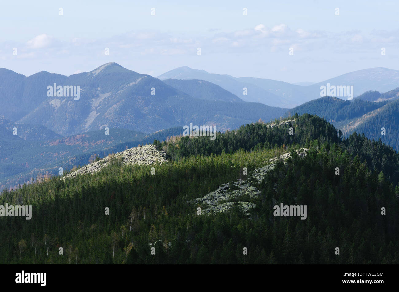 Fir forest on the slope of the mountains. Landscape with a view of the mountain ranges Stock Photo