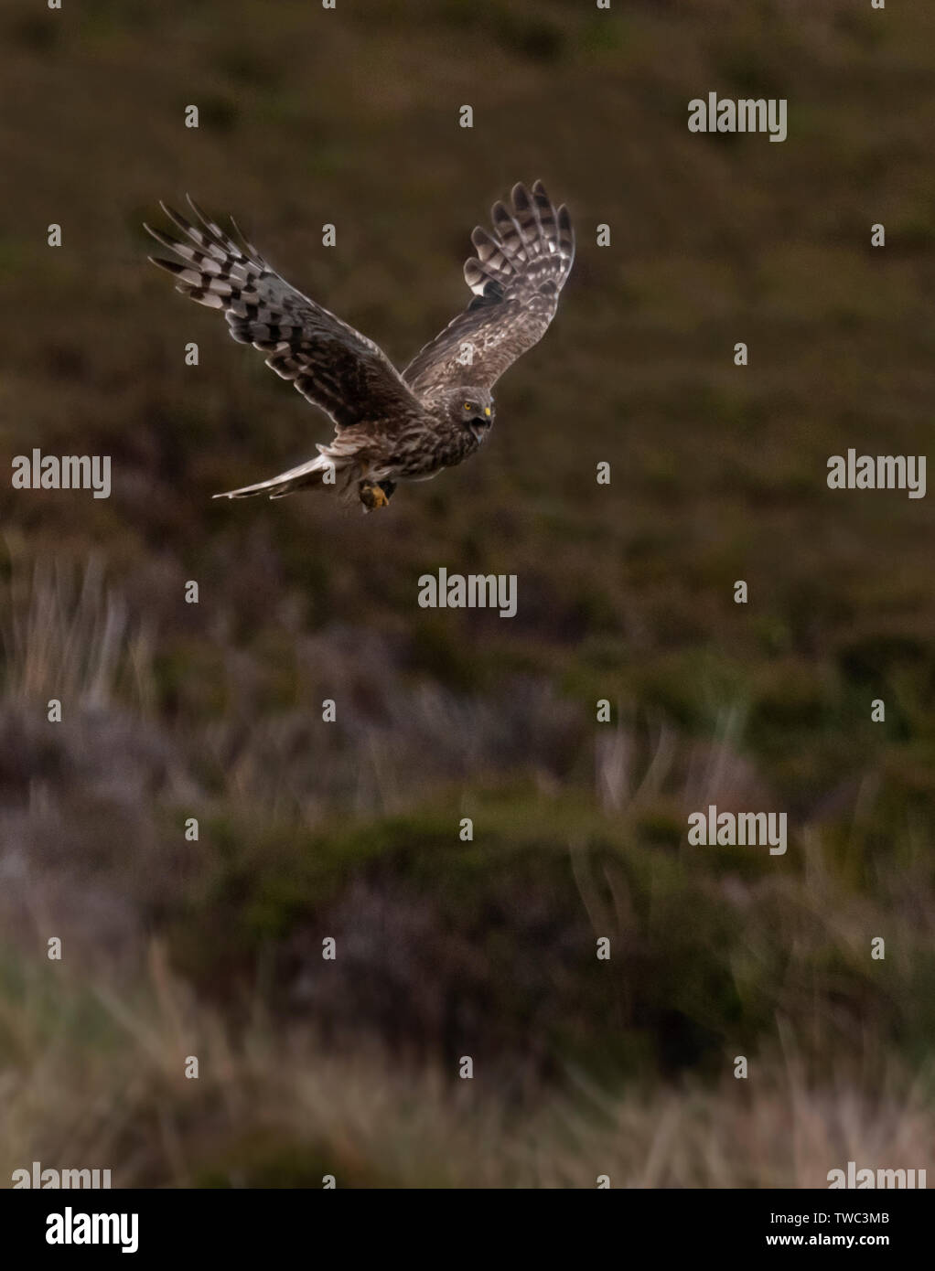 Female hen harrier hi-res stock photography and images - Alamy