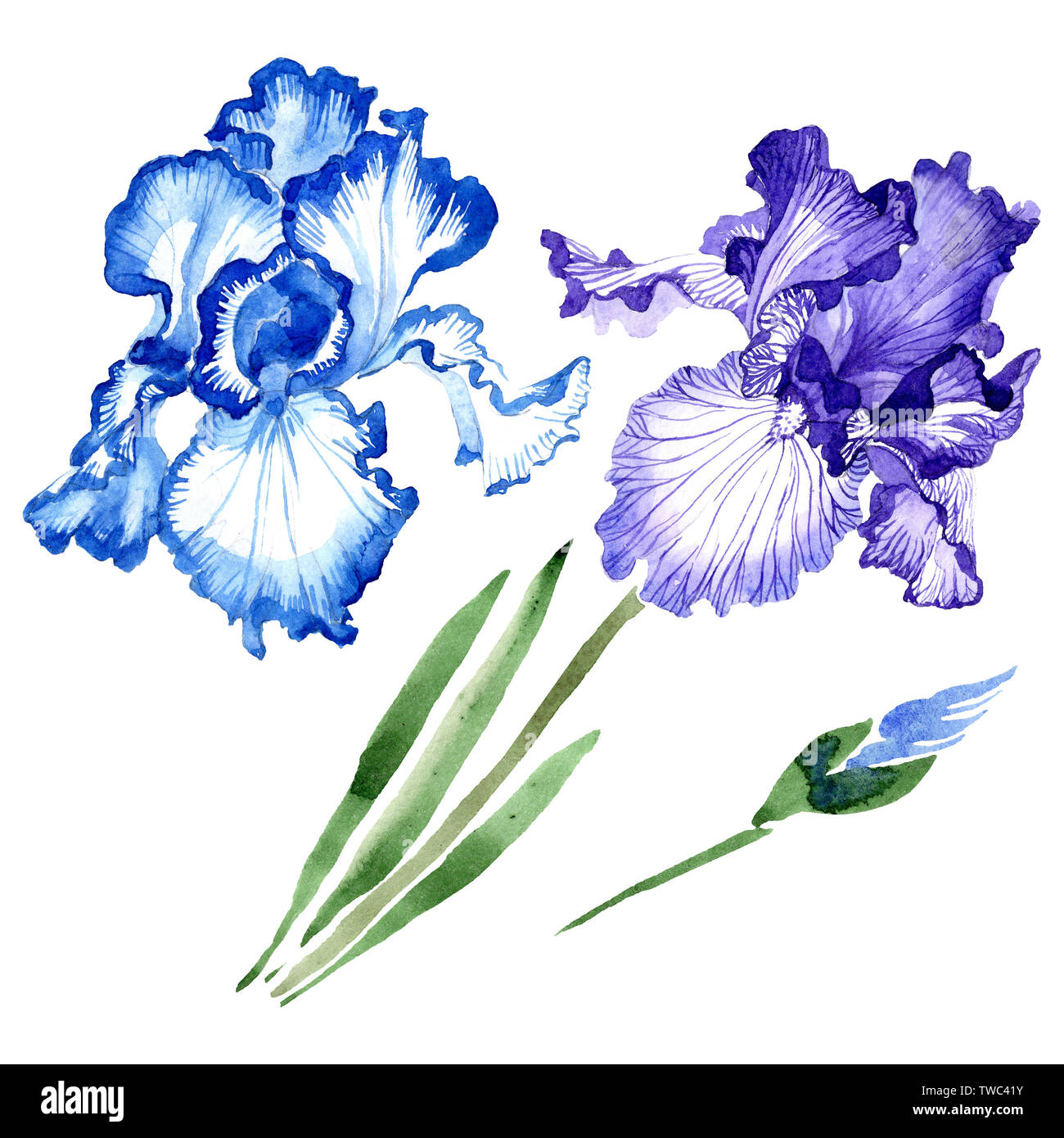 Blue iris floral botanical flowers. Wild spring leaf wildflower ...
