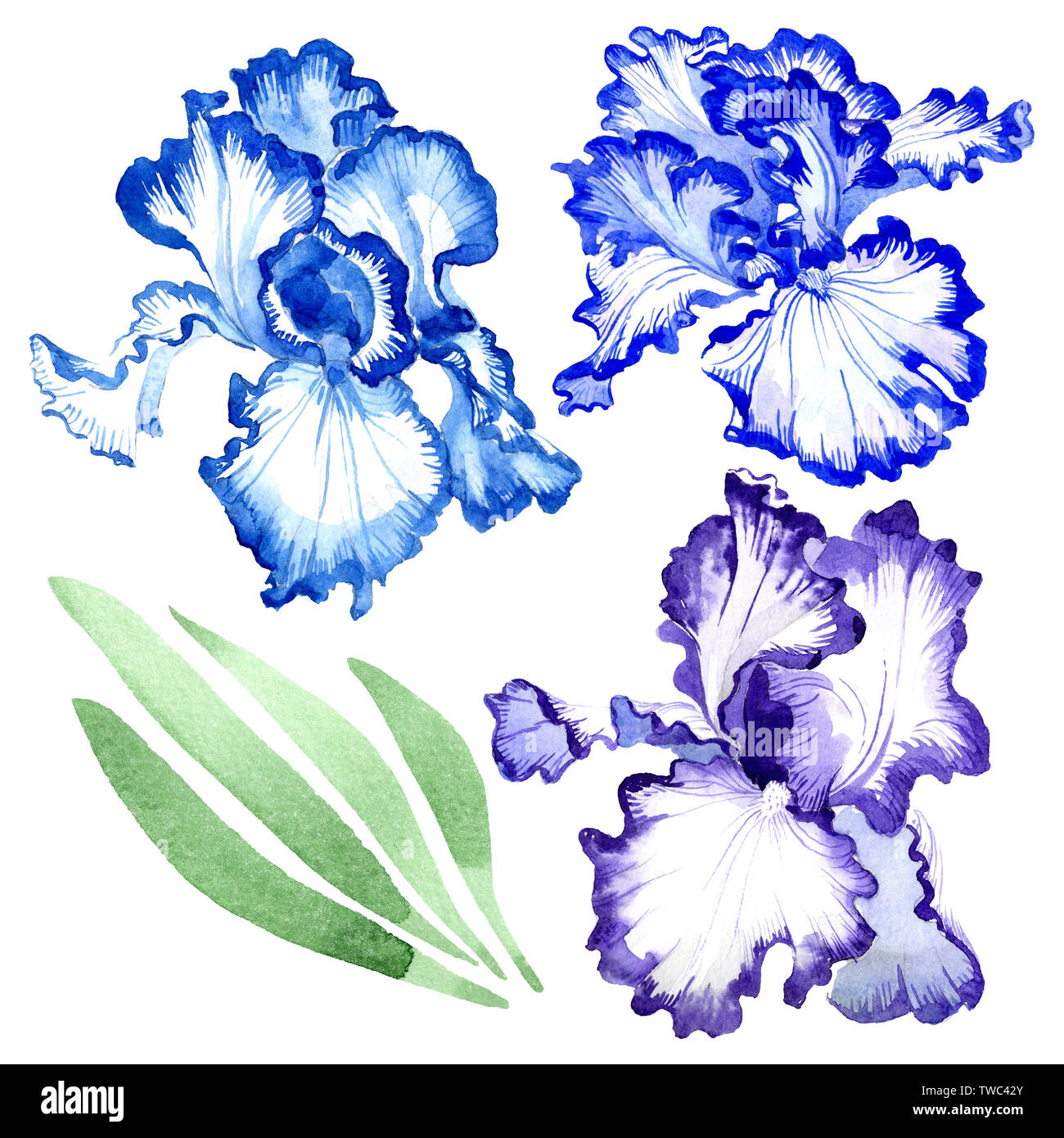 Blue iris floral botanical flowers. Wild spring leaf wildflower ...