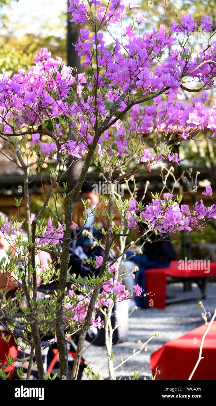 Cherry blossom season japan hi-res stock photography and images - Alamy