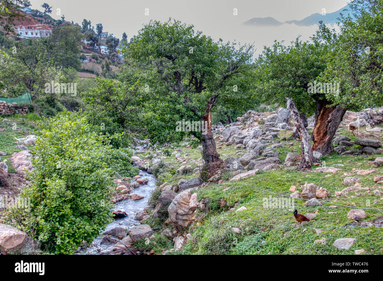 Rural landscape with a stream, trees and farm animals in the rural area of Khizana, near Chefchaouen, in Morocco Stock Photo - Alamy Rural landscape with a stream, trees and farm animals in the rural area of Khizana, near Chefchaouen, in Morocco Stock Photo - Alamy