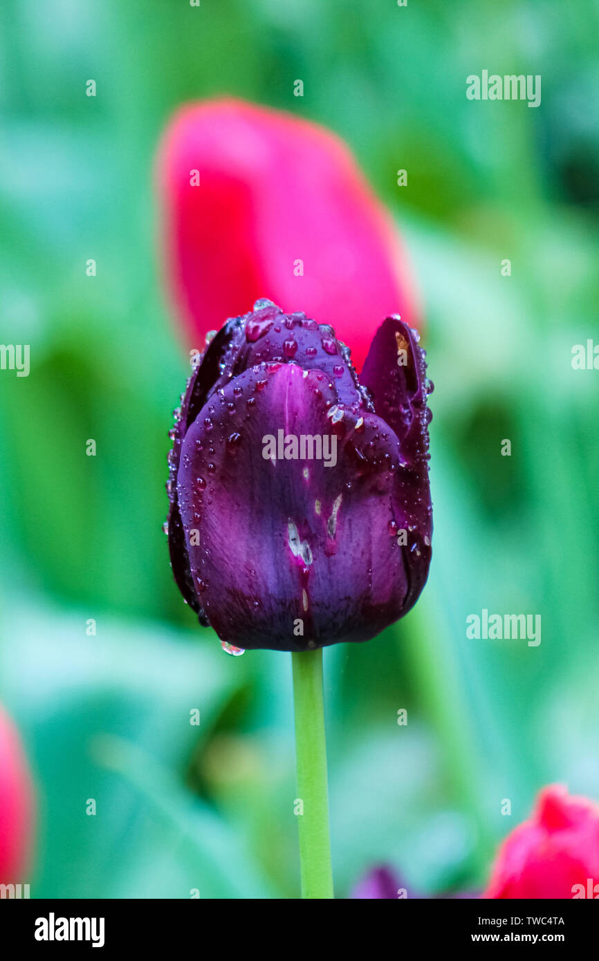 Black tulip close up. The flower is affected by disease. Fungal, mycelial, botrytis, mold, viruses. Threat for tulips. Discolored spots. Raindrops on petals. Morning dew drops. Stock Photo