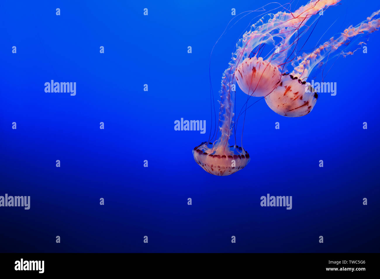 Three jellyfish swimming in vibrant blue sea. Stock Photo